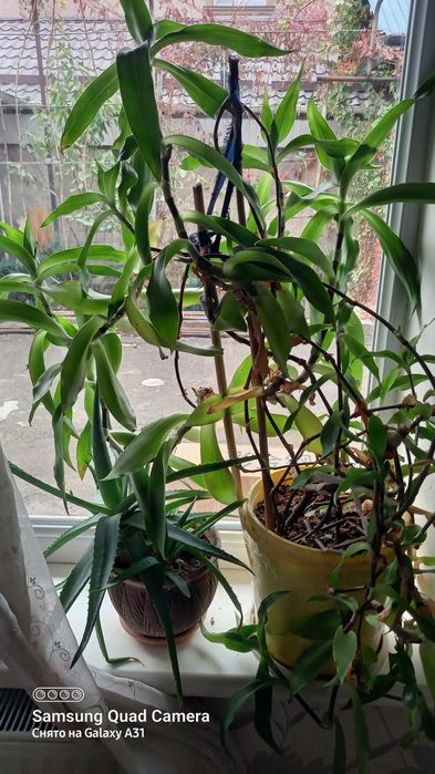 Цветы алоэ саженцы