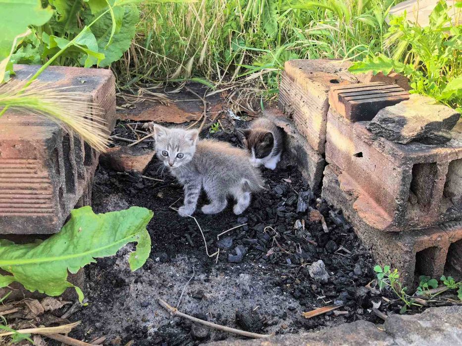 Подарява котенца