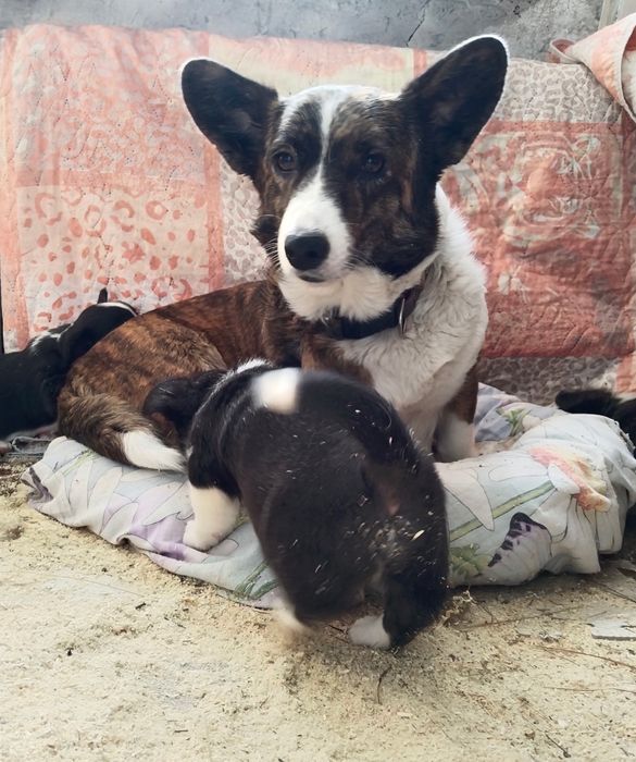 Милые малыши вельш корги