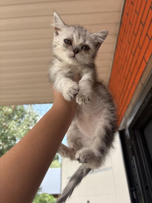 Кошечка очень хорошая