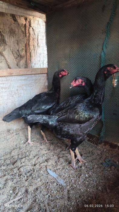 Kurk dakan tovuq sotiladi