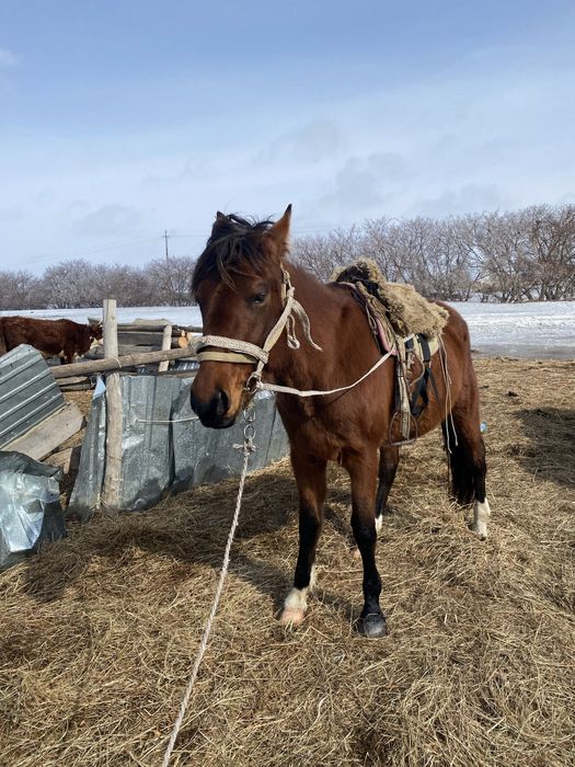 Айғыр Жуас Мініс біледі