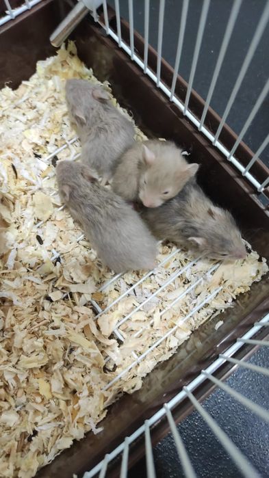 Отдам даром хомячков