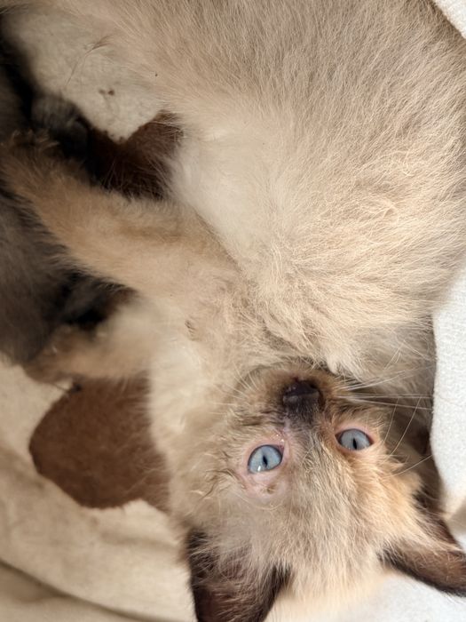 Котята ищут дом и родителей