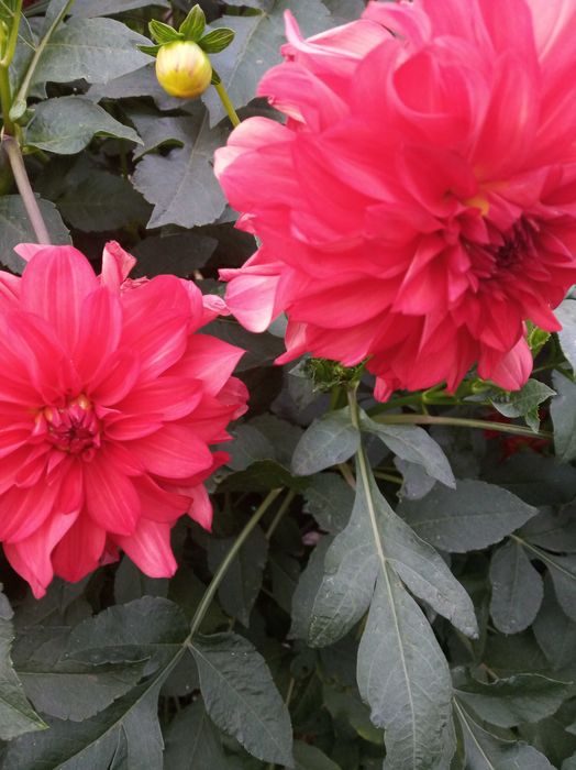 георгина клубни для посадки