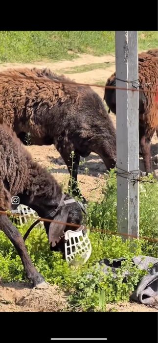 Намордник для баранов