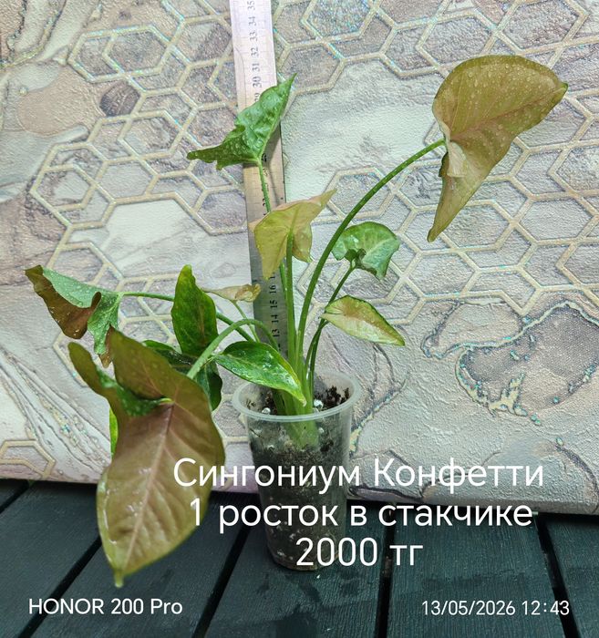 Комнатные цветы. Бегонии.
