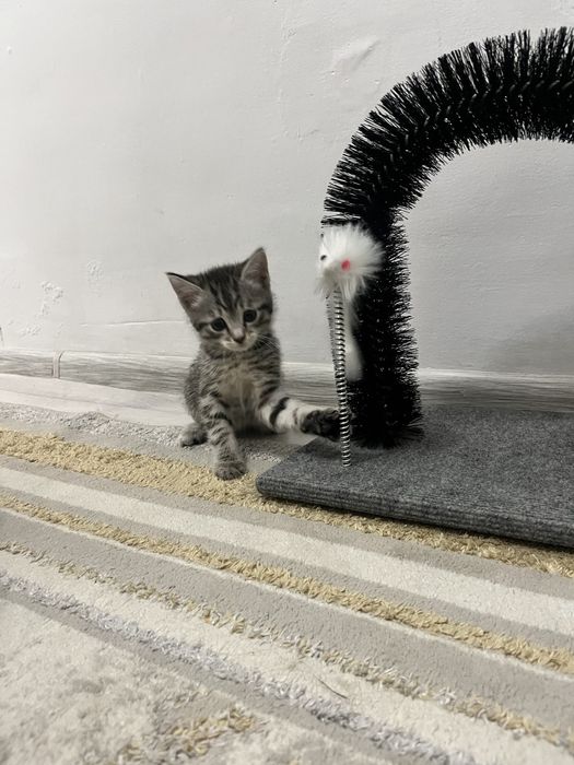 Кошка . Отдам бесплатно
