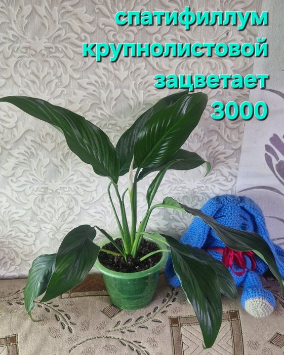 Домашние цветы разные