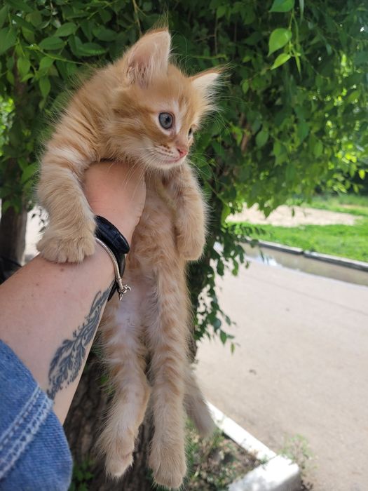 Рыжик к счастью ищет дом