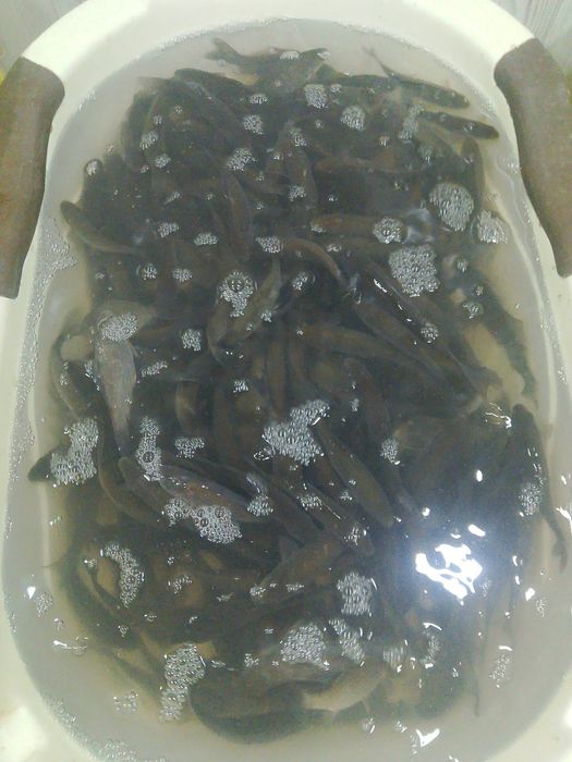 Живец Малёк караси