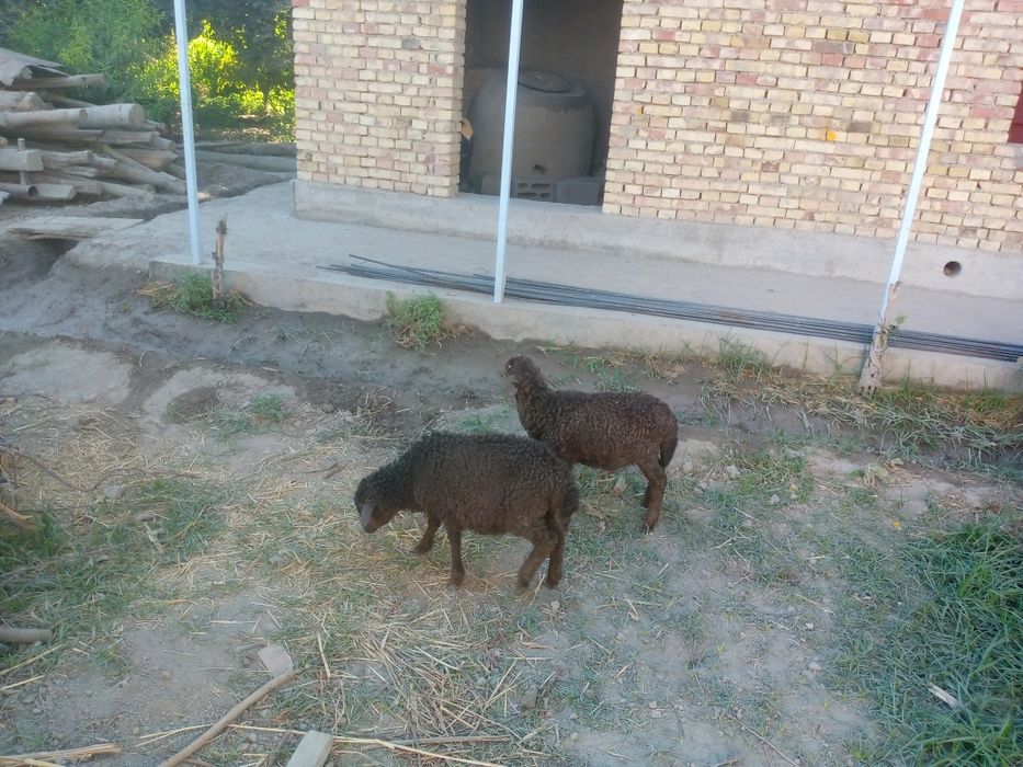 Egiz barra sotiladi
