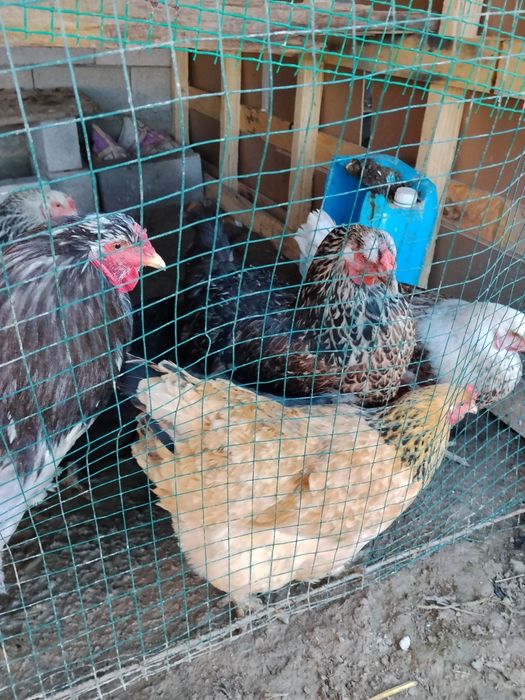 Продам курей породистый