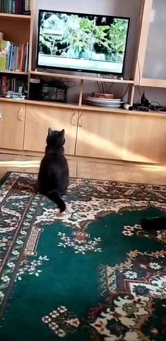 Отдам кошку. В добрые руки.