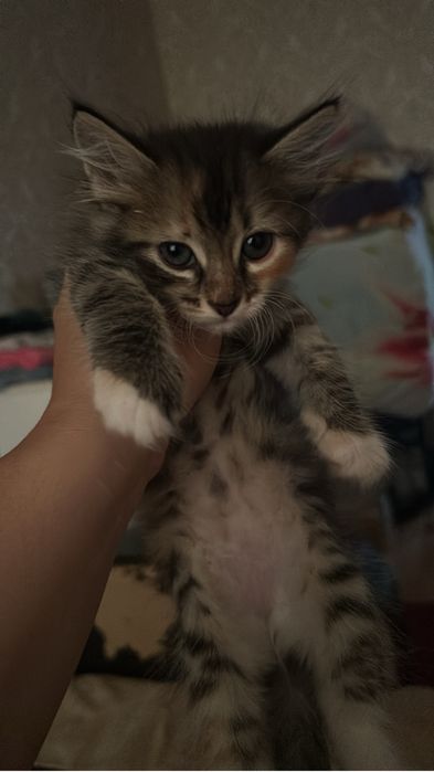 Котята девочки!!