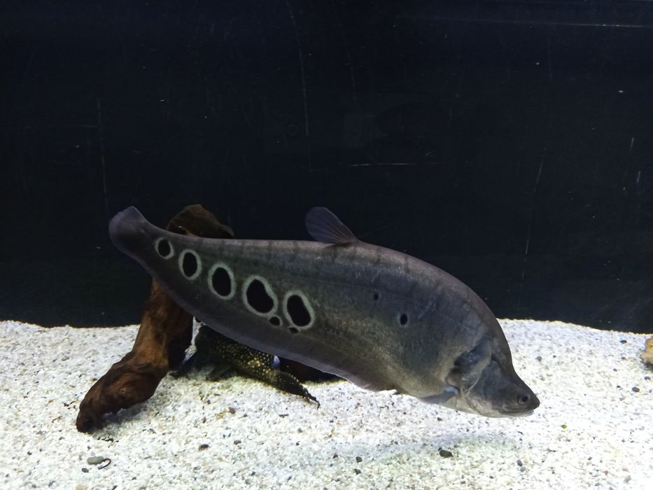 Продавам Астронатус, читала и гицебис.