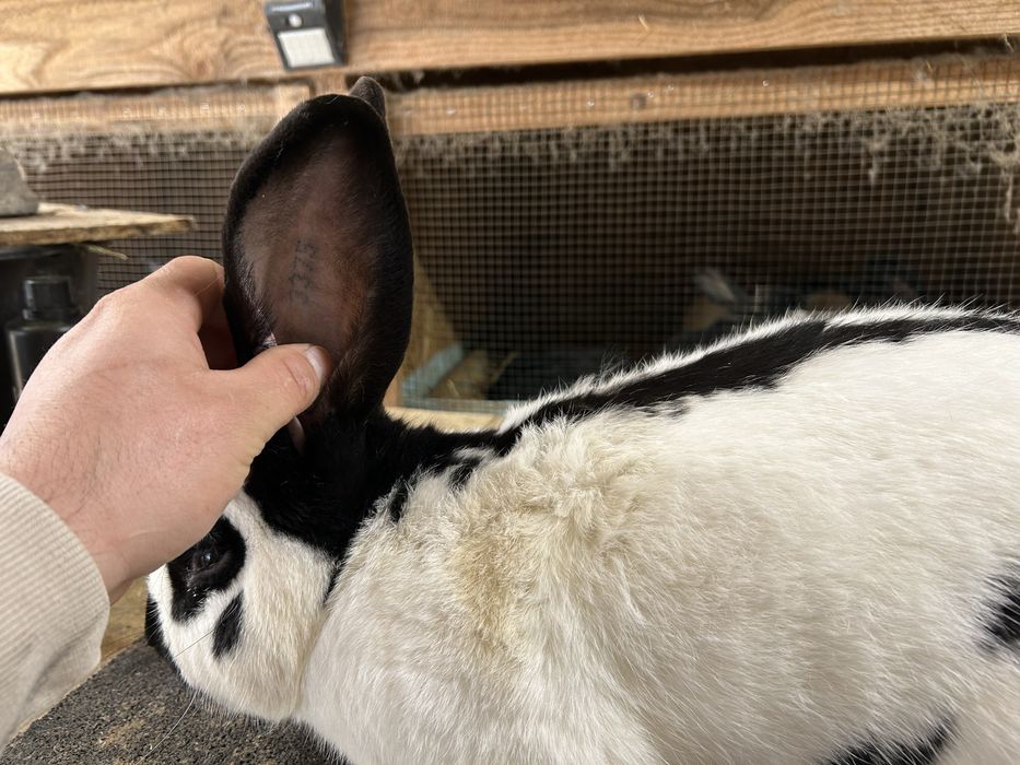 Mascul Fluture german