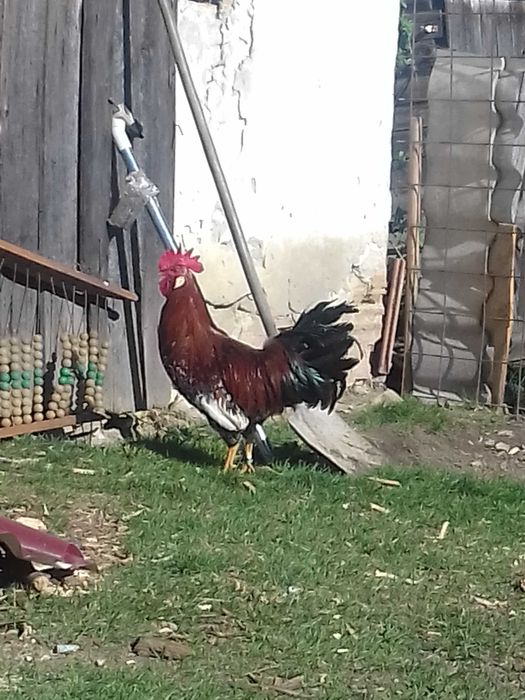 Vānd 7 gaini si un cocos