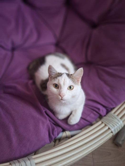 Шикарный котик ищет дом