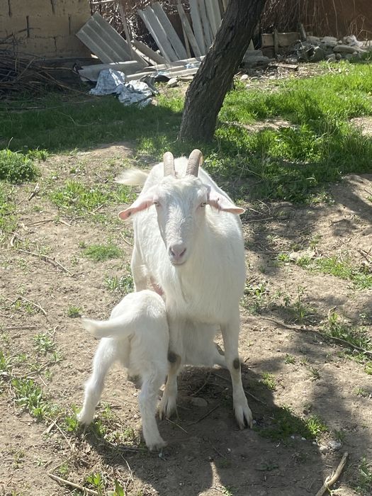 ешкі лағымен бірге