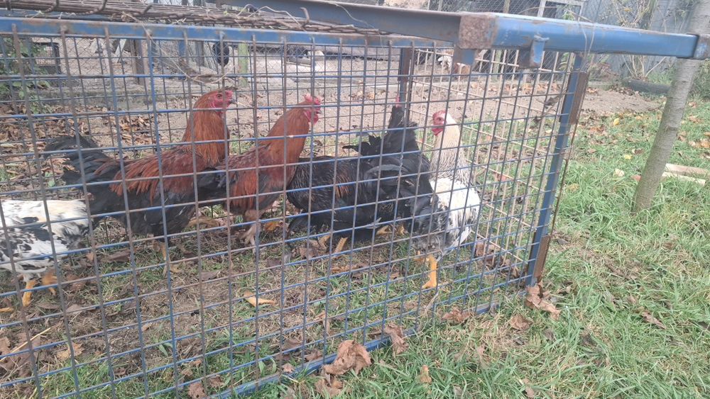 Vând Cocoşi de 6 luni