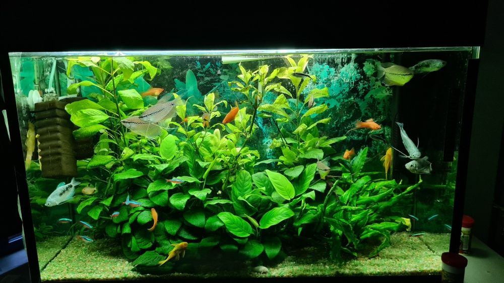 Plante acvariu - Anubias