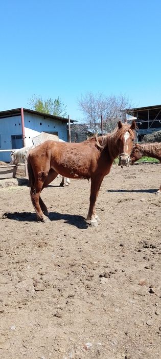 Бие 3 жасар буаз емес