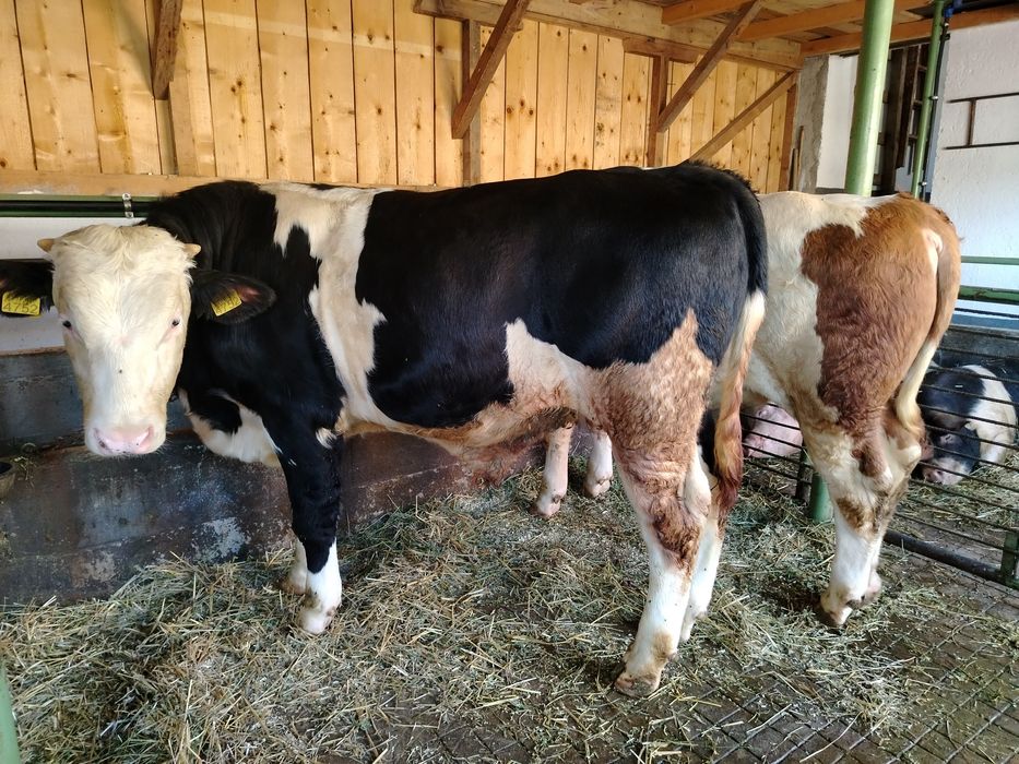 Bălțat pe negru de vânzare..