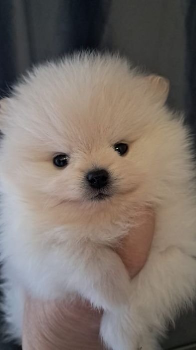 Шпиц мальчик готов к переезду