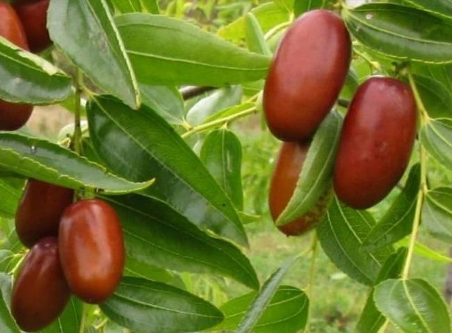 Pomi fructiferi exotici Curmal  Chinezesc Soiul Tigerthoost