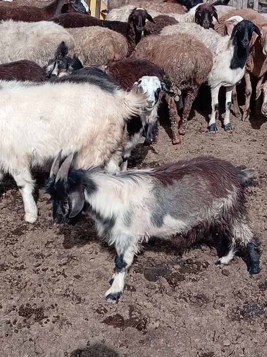 Семіз ешкілер, лақтар сатылады