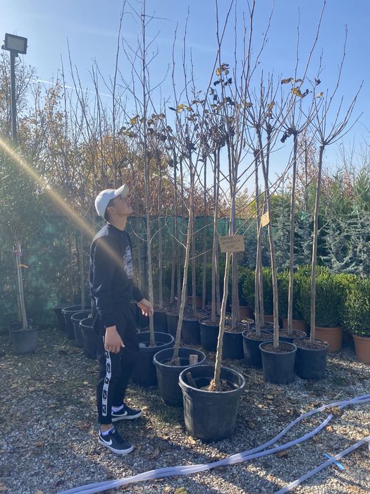 Catalpa platan mesteacan castan etc