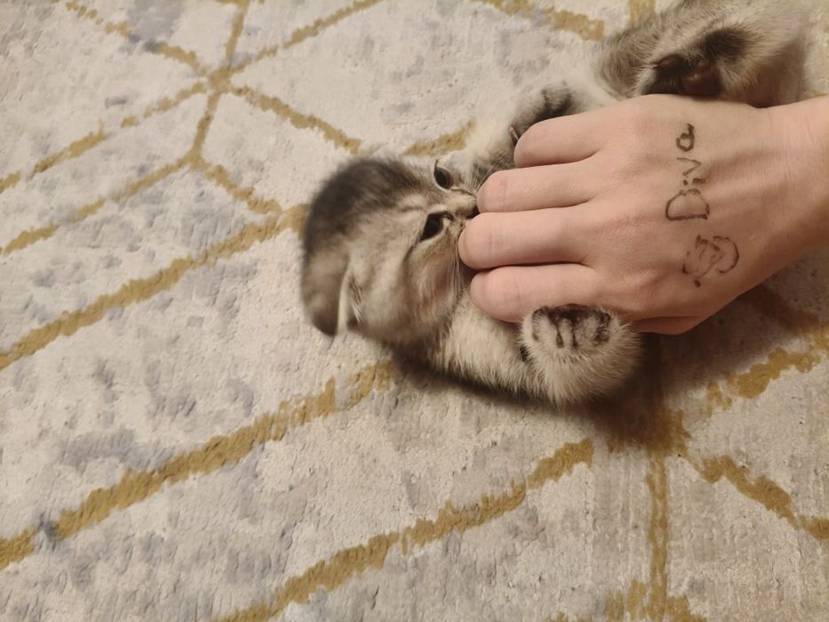 Тикированый котенок мальчик