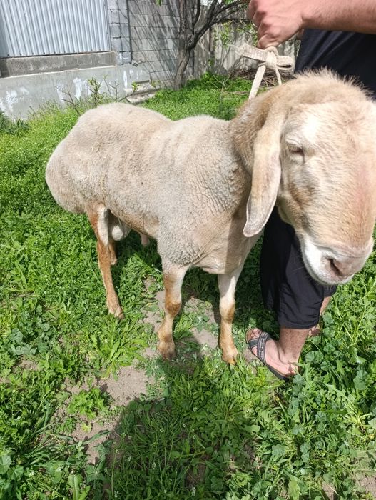 Кочкар арашан продам