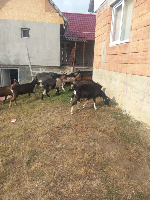 Vand capre 11 capre un țap si o iada