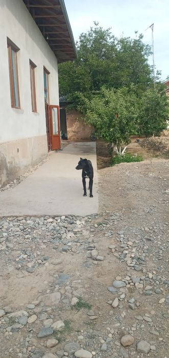 Pitbull erkak 8 oylik