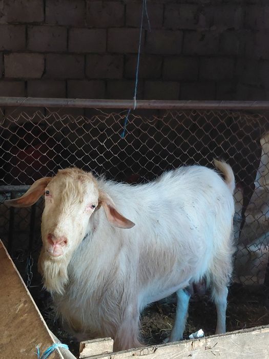 Vând 2 capre și 3 țapi
