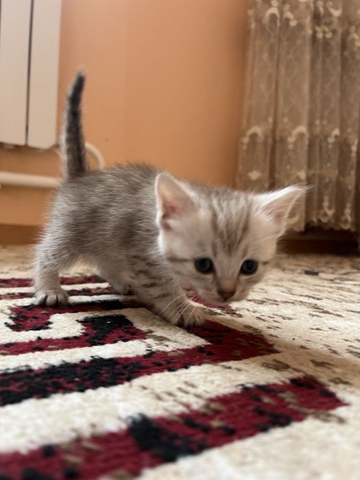 Шотландская кошка