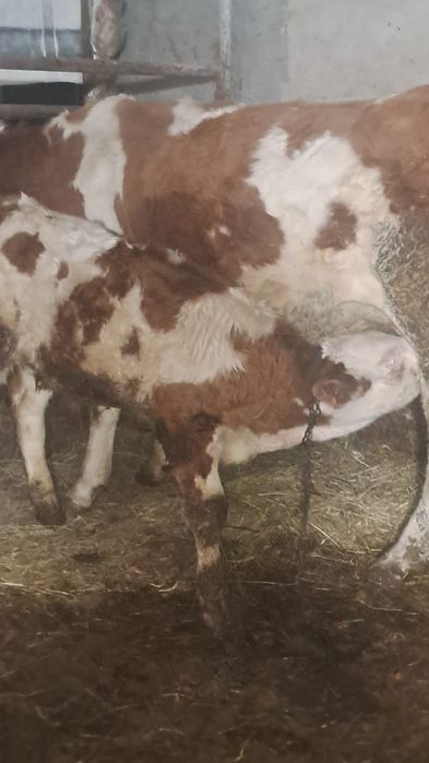 Vind juninca  baltata fatata adoua ora