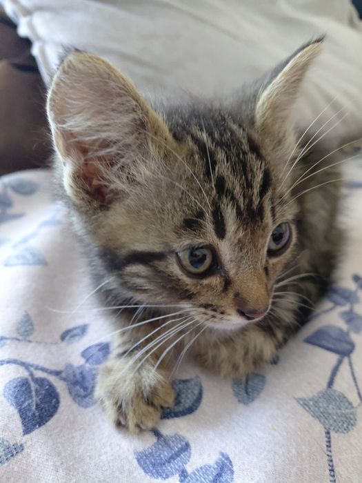 Ищу дом для котёнка