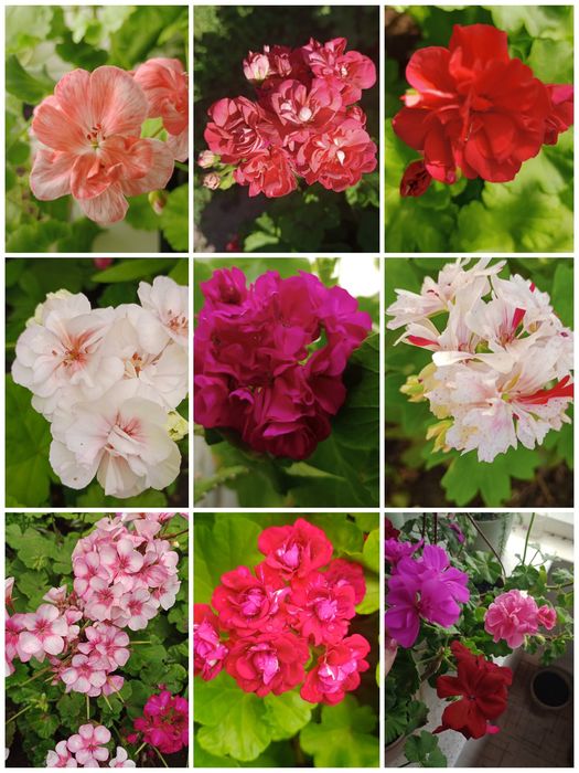 Продам цветы домашнии