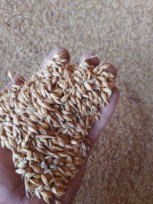 Vand ovaz si triticale recolta 2025