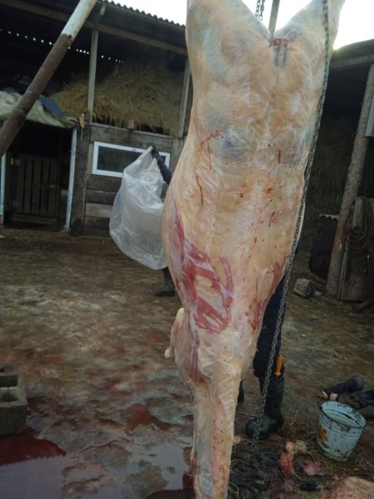 Тай байтал донен бие согым