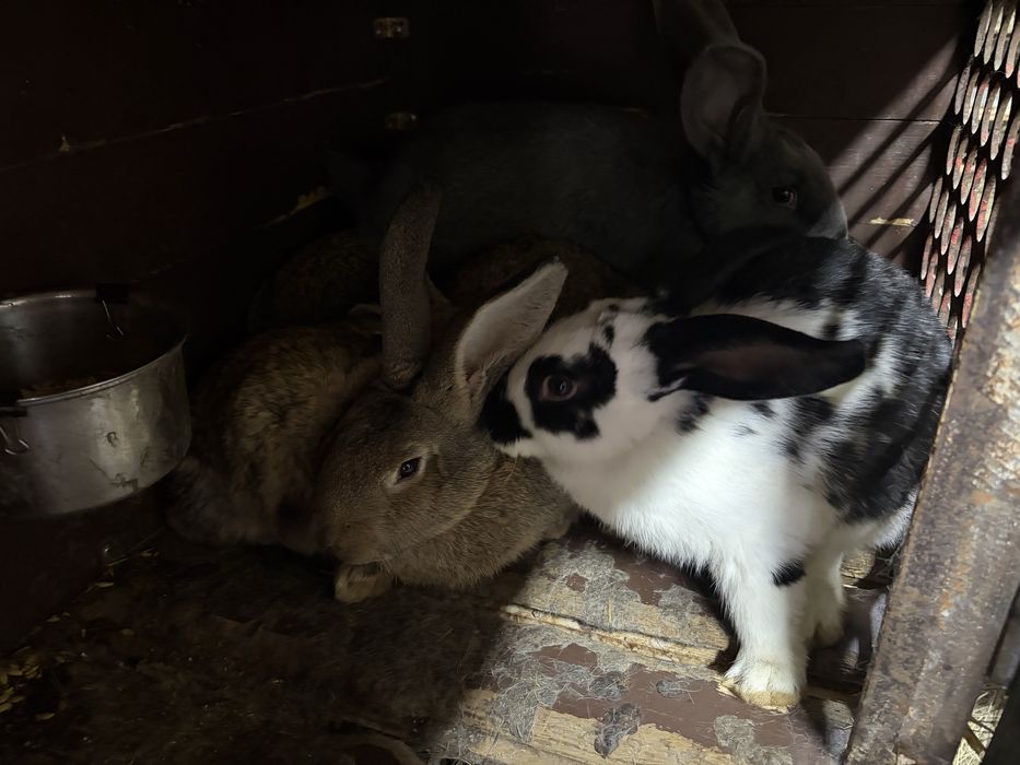 Домашние кролики