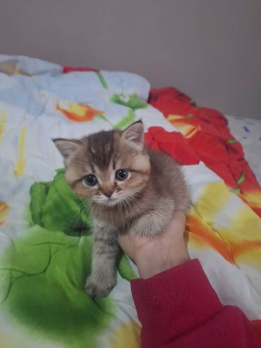 Золотистая шиншила