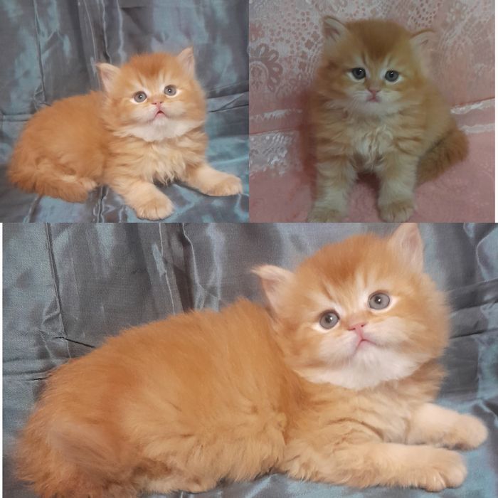 Продаются шикарные котята скотишстрайт,шиншилла.Цены разные на котят.