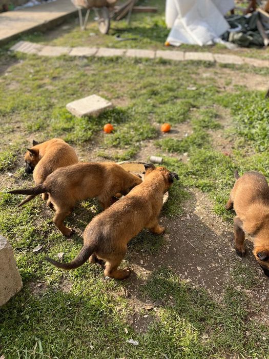 белгийска овчарка малиноа