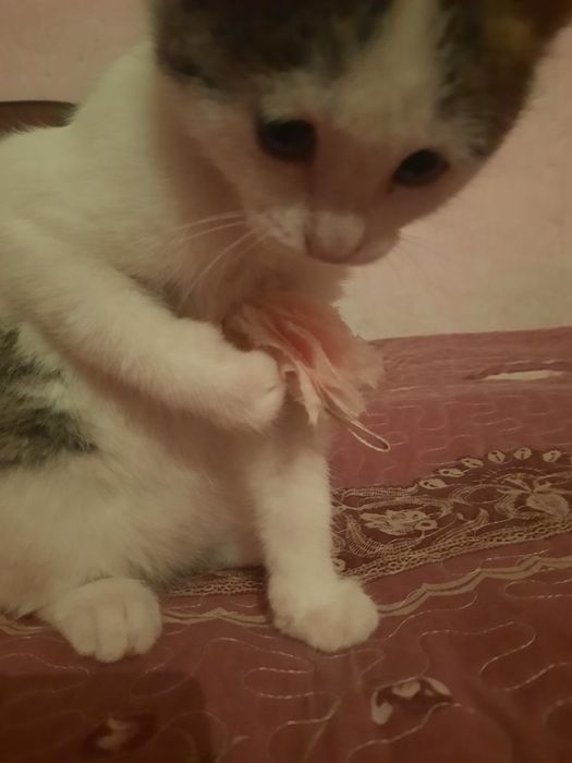 Котенок девочка 2 месяца.