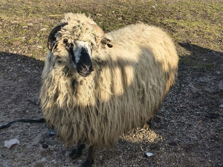 Vând oaie tânără