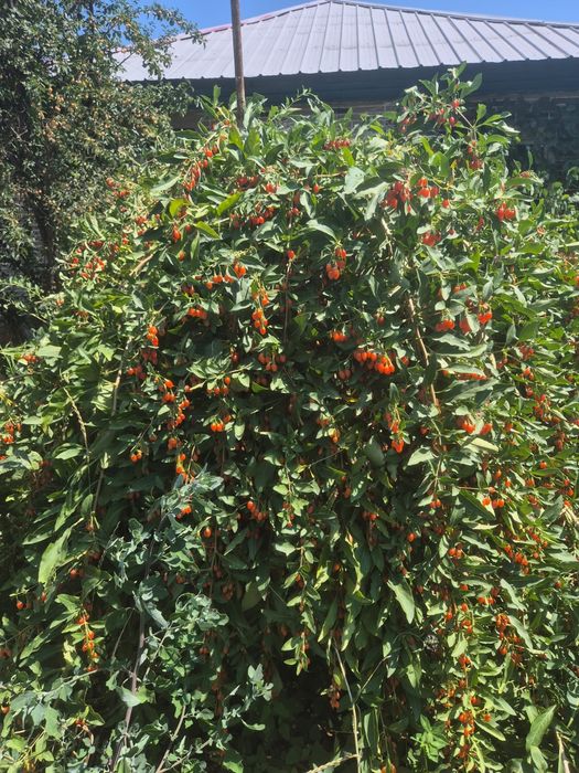 Продам саженцы годжи ягоды